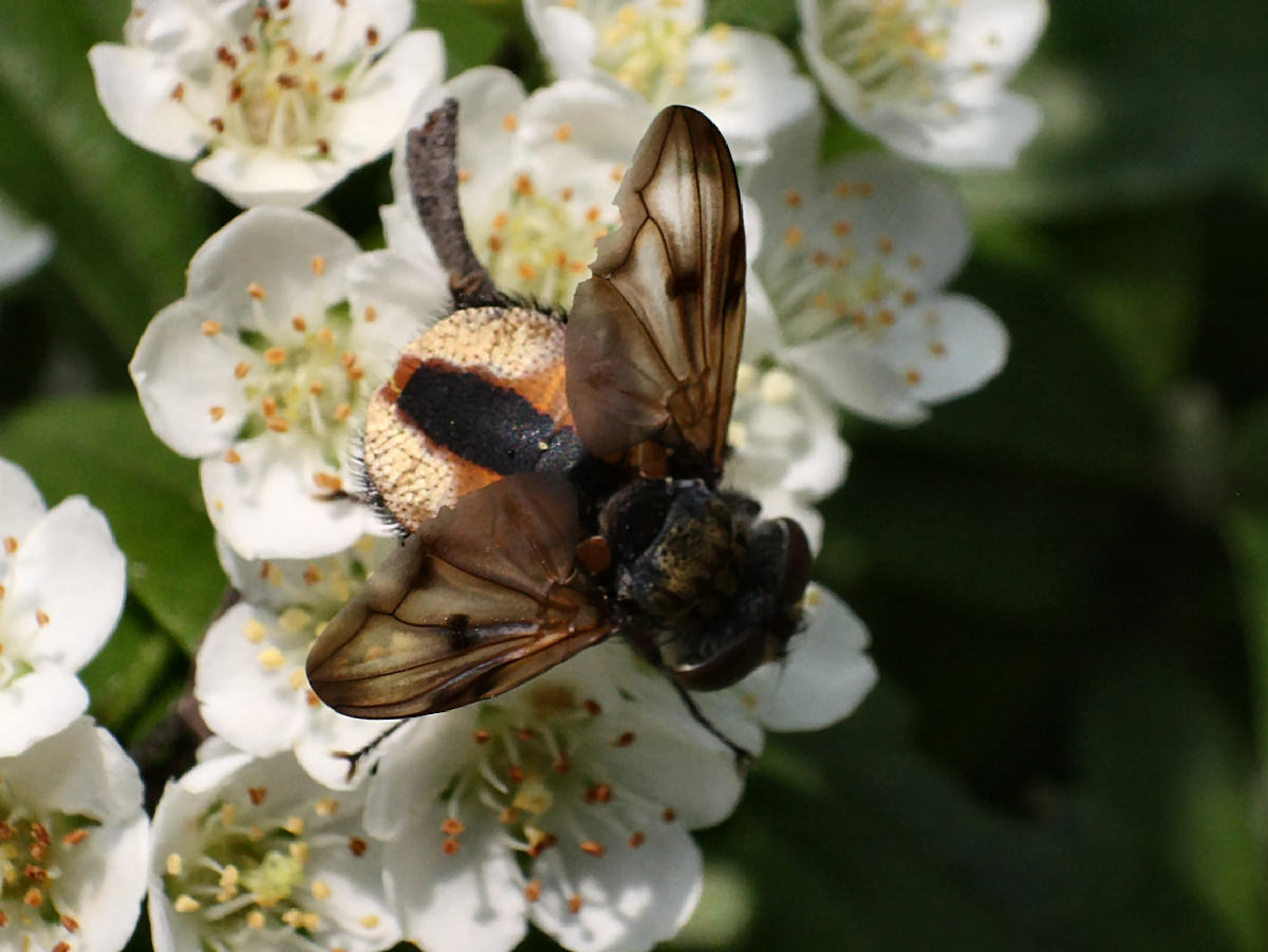 dittero panciuto da identificare